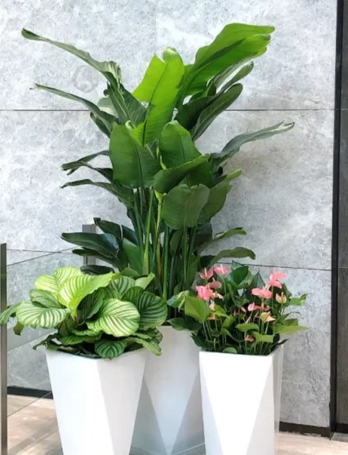 海曙绿植租赁公司选择-北仑绿植租摆流行度-江北花木店位置-北仑绿化养护方案